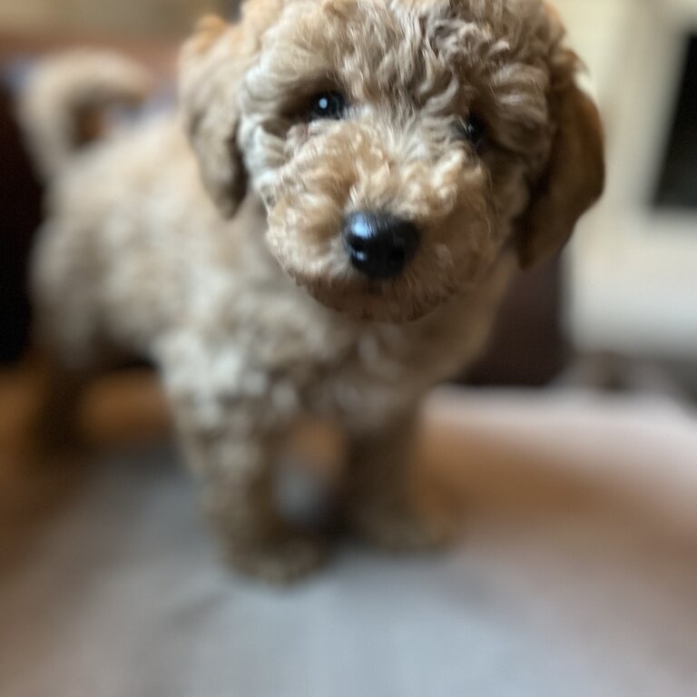 Apricot Purebred Miniature Poodle