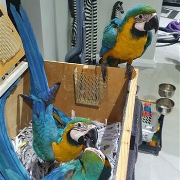 Macaws handreared