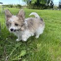 Cutest Puppy! Papillon crossed with Pomeranian /Shih-tzu-2