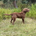 Chesapeake Bay Retriever for sale -3