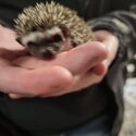 Baby hedgehogs-4