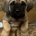 Female Cane Corso puppies for adoption -4