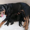 Purebred Black and Brown Rottweiler Puppies-3