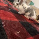 Bunny for rehoming -5