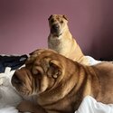 Shar Pei Puppies Purebred-2