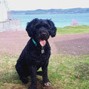 very loving portuguese water dog looking for a new home-0