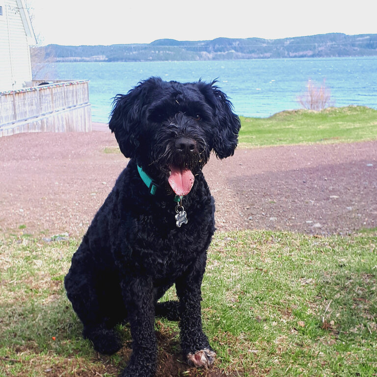 very loving portuguese water dog looking for a new home