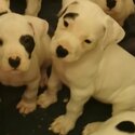 PUREBRED REGISTERED DOGO ARGENTINO PUPS-1