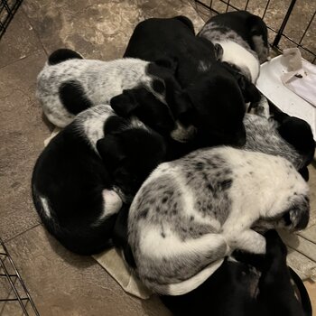 German Short Haired Pointer Cross Puppies