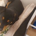 Rottweiler mix puppy-0