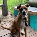 Ace, 8 month old Staffordshire bull terrier cross -0