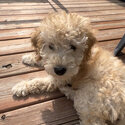 Rehoming my 3 month old purebred Mini Poodle puppy (male) -2