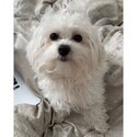 BEAUTIFUL MALTESE ANGEL -2