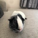 2x Guinea Pigs FREE to a Good Home!-5