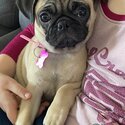 8 month female pug-2