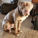 Great dog needing new home -2