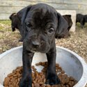 Purebred Mastiff puppies-5