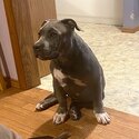 American Bully sweetheart waiting for his forever family-4