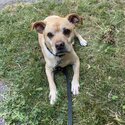 9 year old male (neutered) dog Rocky for rehoming -5