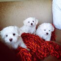 Registered Purebred Maltese Puppies Available for loving and caring homes -3