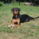 11 month old rottweiler/ Louisiana Catahoula female pup-0