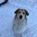 Great Pyrenees x rough collie -3