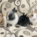 Netherland Dwarf Bunnies for sale-1