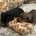 2 mini Dachshund puppies-1