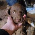 Purebred chocolate labs -4