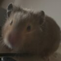 1 year old male syrian hamster brown rehome-2