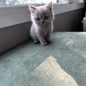 British Shorthair kittens -READY TO GO -2