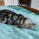 BENGAL SILVER MARBLE MALE 3YRS 2mths,(Born Feb 2019 )-4