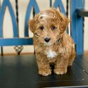 Cavoodles Puppies for adoption  male and female. -1