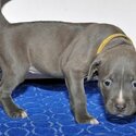 American Pit Bull Terrier puppy for sale-2