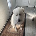 A male white Great Pyrenees -0