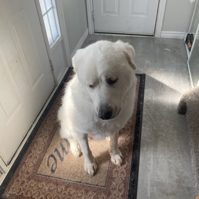 A male white Great Pyrenees 