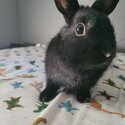 Free cute female rabbit to give in Terrebonne City -3