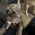 Pure bred french bull dog -2