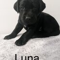 Beautiful Black Lab Puppies-3