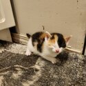 Standard Domestic Short Hair Kittens-2