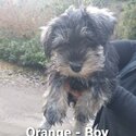 Purebred Miniature Schnauzers-2