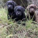 Purebred Labrador Puppies-4