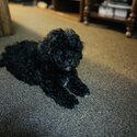 Non-Shedding 5-Months-Old Black Poochon Puppy for Rehoming-2