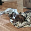 German shorthaired Pointers -1