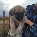 German Shepherd Cross Puppies-2