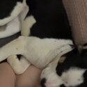 Female Boston terrier x rat terrier -4