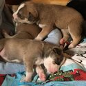 Cutest playful Puppies looking for good homes-4