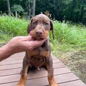 Gorgeous pure Doberman Pinscher puppies-1