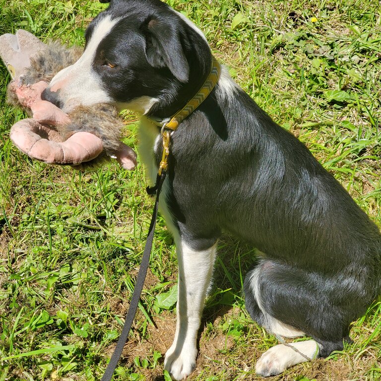 SHYLO - Black White Border Collie