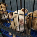 Pure AMERICAN BULLY pups (TORONTO ,ON )-2